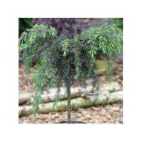 Cedrus deodara'Blue Globe' 