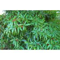 Aucuba japonica'Longifolia' 