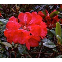 Rhododendron'Elizabeth Red Foliage' 