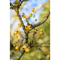 Malus'Wintergold' 