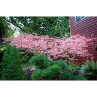 Acer palmatum'Shirazz' 