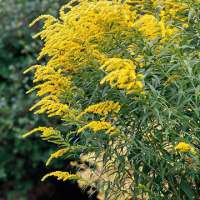 Solidago'Laurin'