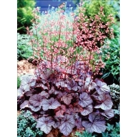 Heuchera'Regina'