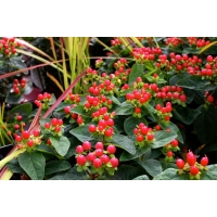 Hypericum'Miracle Summer' 