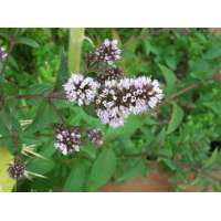 Mentha piperita'Chocolate'