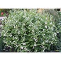 Cynanchum ascyrifolium