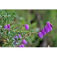 Daboecia cantabrica'Atropurpurea' 