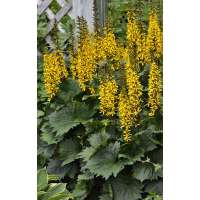 Ligularia'Bottle Rocket'