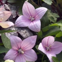 Platycodon grandiflorus'Astra Rose'