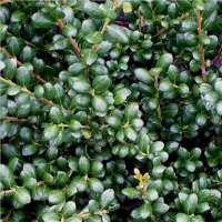 Ilex crenata'Hetzii' 