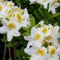 Azalea knaphill'Persil' 