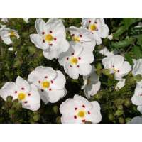Cistus dansereaui'Decumbens' 