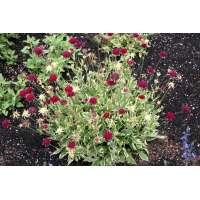 Knautia macedonica'Thunder of Lightning'