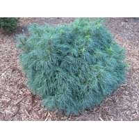 Pinus strobus'Squigles' 