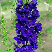 Delphinium MF'Dark Blue black Bee'