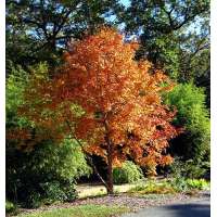 Acer triflorum 