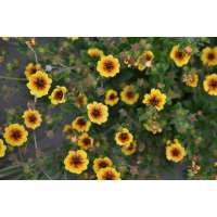 Potentilla'Esta Ann'