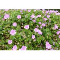 Geranium oxonianum'Hollywood'