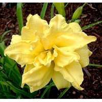 Hemerocallis'Double River Wye'