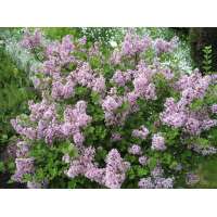 Syringa meyeri'Palibin' 