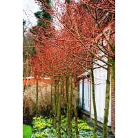 Tilia cordata'Winter Orange' 