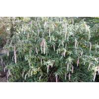 Comanthosphace dependens 