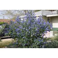 Ceanothus'Emily Brown' 