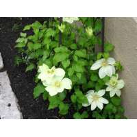 Clematis'Moonlight' 