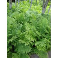 Matteuccia pensylvanica