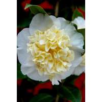 Camellia japonica'Brushfields Yellow' 