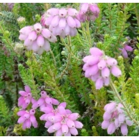 Erica tetralix'Tina' 