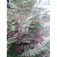 Osmunda regalis'Purpurascens'
