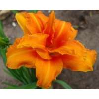 Hemerocallis'Bandolero'