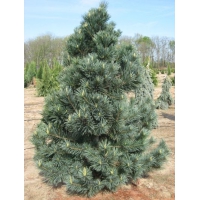 Pinus flexilis'Vanderwolf's Pyramid' 