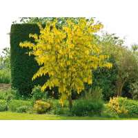Laburnum watereri'Vossii' 