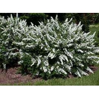 Spiraea nipponica'Snowmount' 