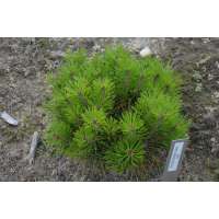 Pinus densiflora'Kim' 