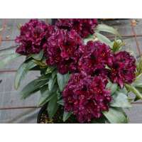 Rhododendron'Dramatic Dark' 