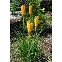 Kniphofia'Banana Popsicle'
