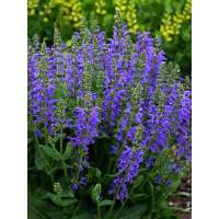 Salvia'Midnight model'