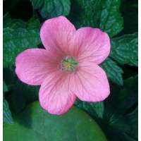 Geranium oxonianum'Wageningen'
