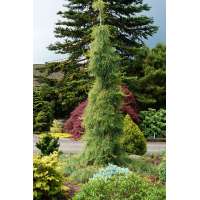 Pinus strobus'Angel Falls' 