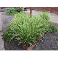 Carex morrowii'Vanilla Ice'