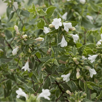 Abelia grandiflora'Lucky Lots' 