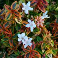 Abelia grandiflora'Kaleidoscope' 