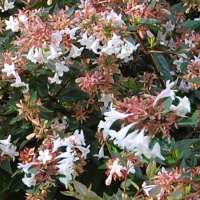 Abelia grandiflora'Sherwood' 