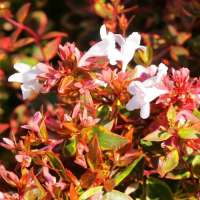 Abelia grandiflora'Sunshine Daydream' 
