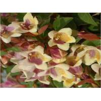 Abelia grandiflora'Sunny Charm' 