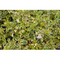 Abelia grandiflora'Hopleys' 