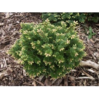 Abies balsamea'Bear Swamp' 